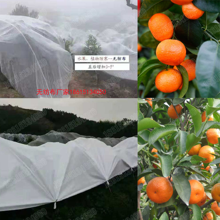 砂糖橘無紡布